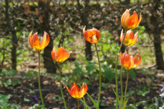 Tulipa whittallii Balkantulp bestellen